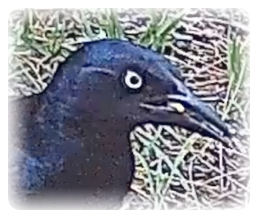 collage image title