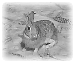collage image title