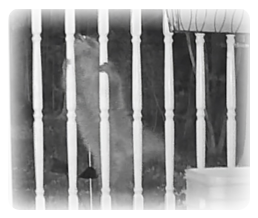collage image title